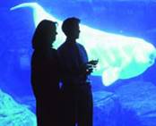 Arctic Canada Gallery